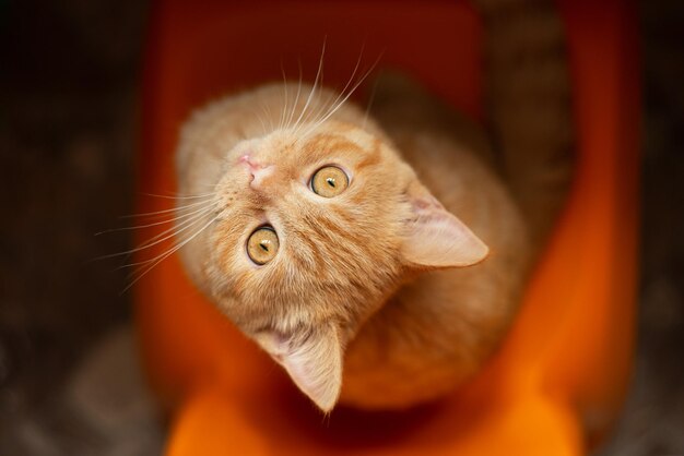 Top view ginger kittensitting on orange chair