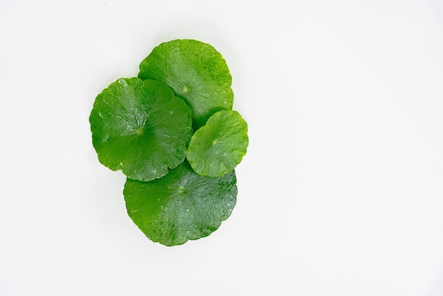 Top view glass beaker containing water and Centella asiatica decorated with erlenmeyer