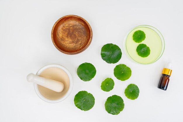 Сверхняя стеклянная чашка с водой и Centella asiatica, украшенная эрленмейером