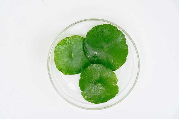 Foto top view glazen beker met water en centella asiatica versierd met erlenmeyer