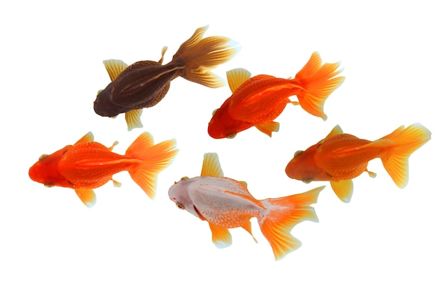 Top view gold fish swimming