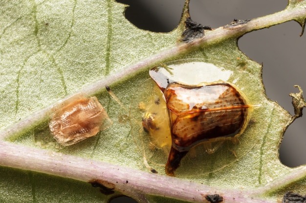 Top View of Golden Tortoise Beetle on green leaf