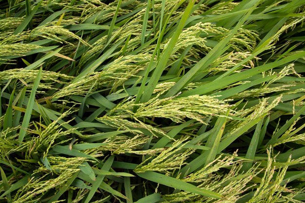 Top view grain rice field agriculture landscape in bangladesh