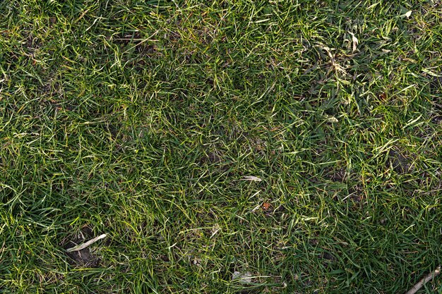 Photo top view grass background green lawn texture