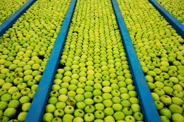 Top view of green apples floating in water in fruit processing factory.