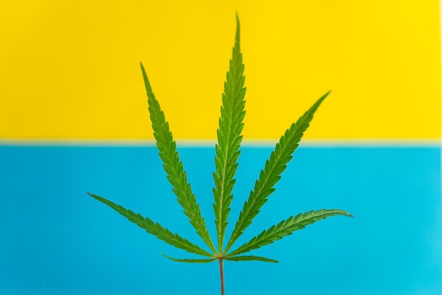 Top view green cannabis leaf near flag of ukraine