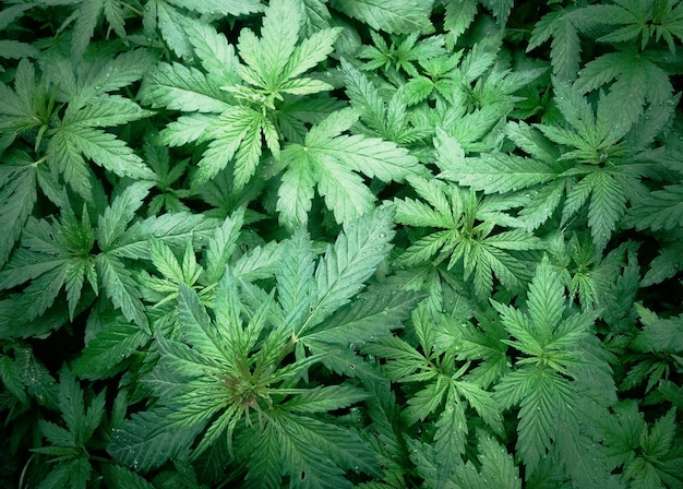 Vista dall'alto di piante di cannabis verdi con gocce di pioggia sulle foglie