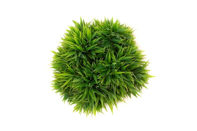 흰색 배경에 고립 된 냄비에 녹색 원형 잎의 상위 뷰