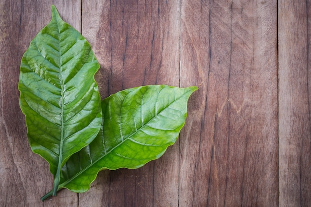 Top view green coffee tree leaf on wooden background