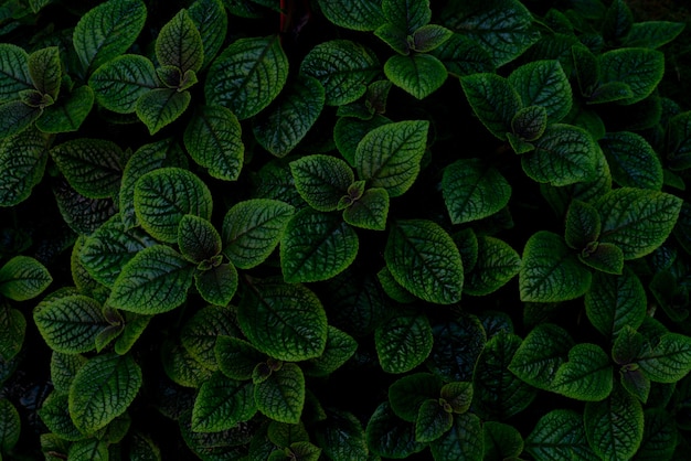 上面図緑の観賞植物