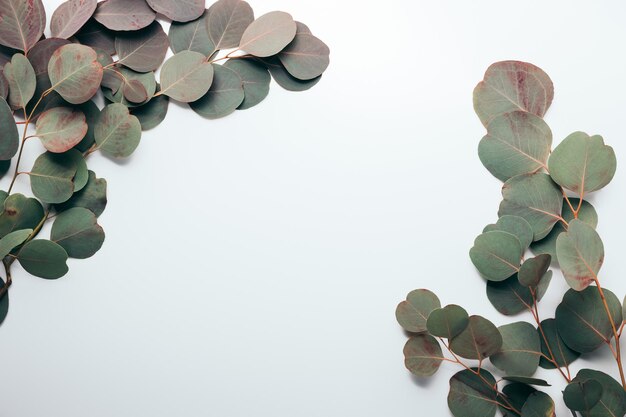 Photo top view of green eucalyptus branches on white with copy space