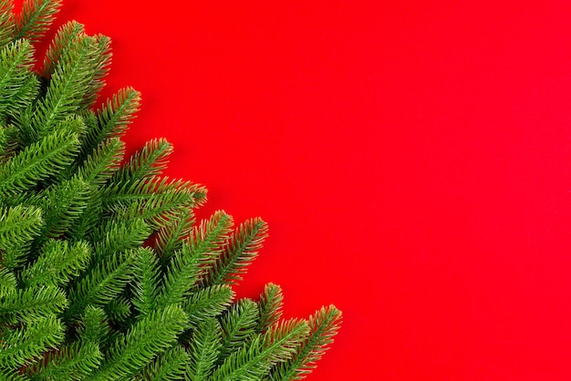 Top view of green fir tree branches on colorful background New year holiday concept with empty space for your design