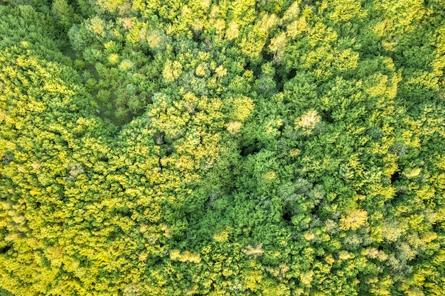 晴れた春または夏の日に緑の森の平面図。ドローン写真、抽象的。