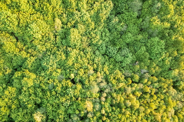 Top view of green forest