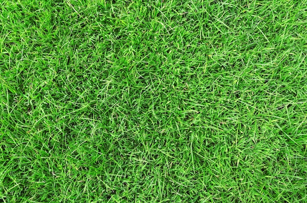 Top view green grass background