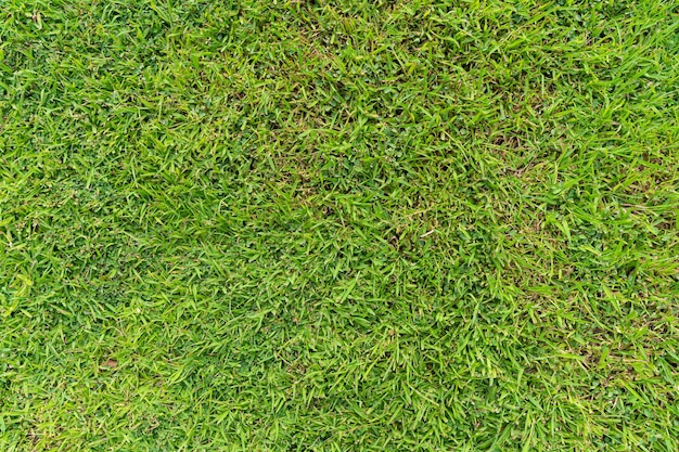 Top view of green grass ground texture natural background in fresh spring.