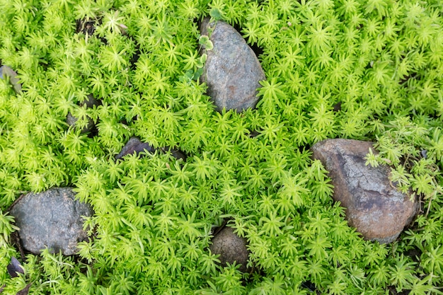 Photo top view of green grass growing up on the cover of the gap between the stones.