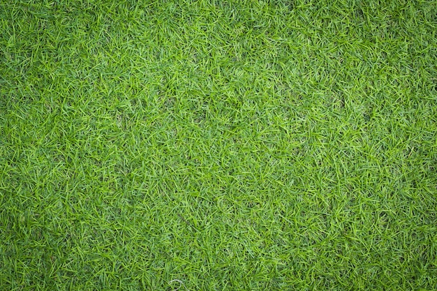 背景の上面図緑の草のテクスチャ