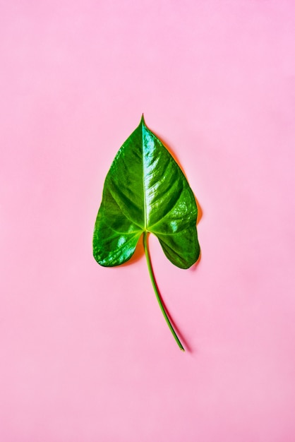 Top view of a green leaf on pink.