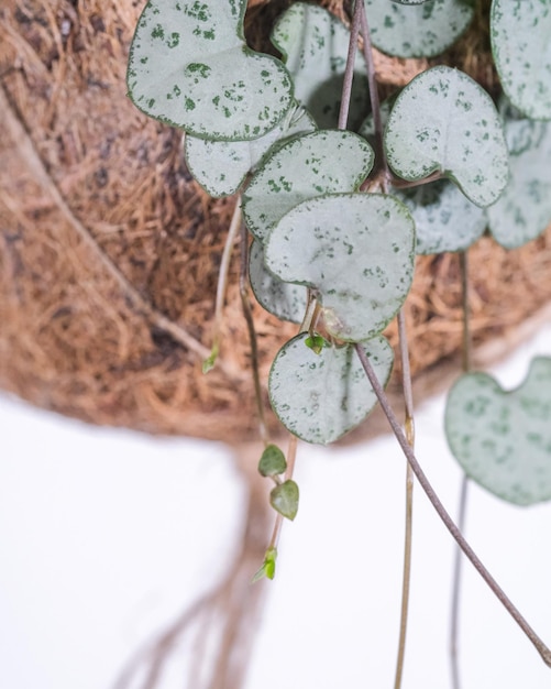 Ceropegia 식물의 녹색 잎의 상위 뷰