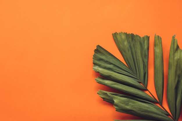 Top view of green leaves on a orange background. copy space