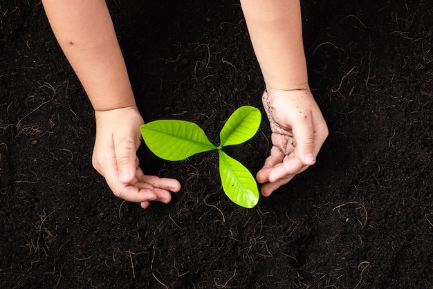 彼が植えている子供の手の黒い土に緑の小さな苗の若い木の上面図、地球汚染の概念、地球の日を救うと手の環境保全