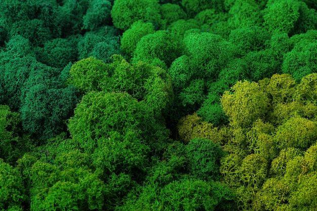 Top view green moss for background texture