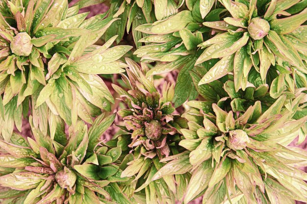 Top view of green peony leaves and buds with rain drops