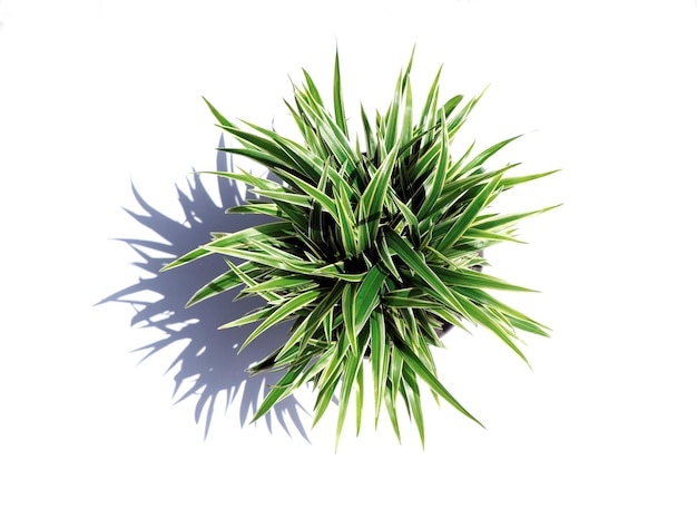 Top view of green plant in pot isolated on white background.