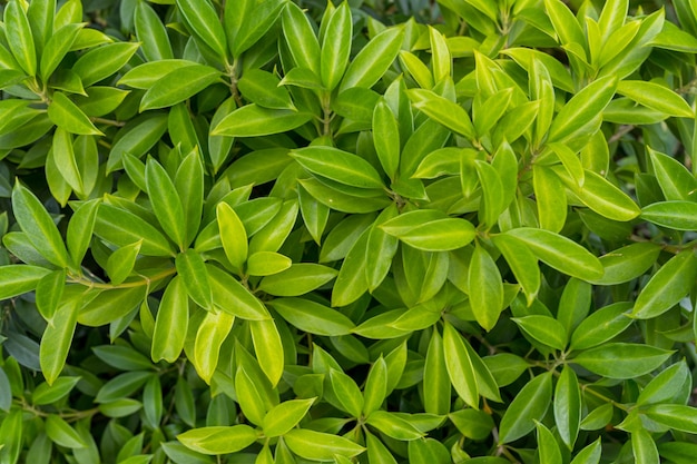 Top view of green plant