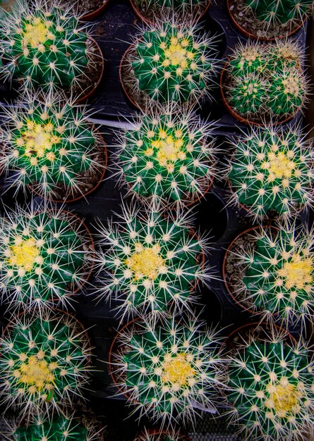 Top view of a green prickly cactus