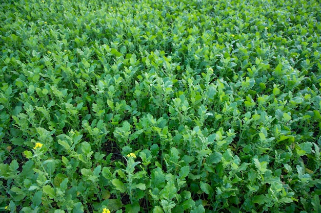 Foto vista dall'alto della pianta di colza verde texture sfondio può essere utilizzato come concetti agricoli