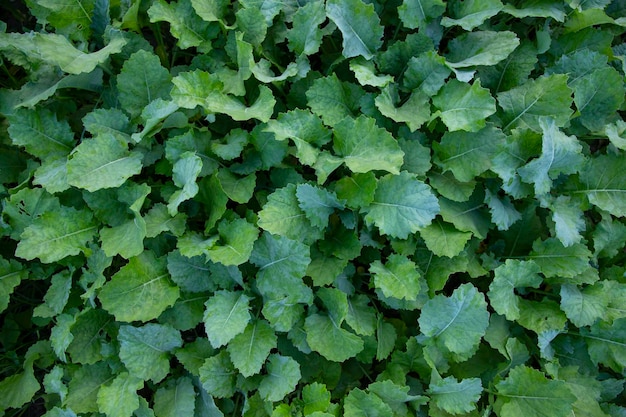 Foto vista dall'alto della pianta di colza verde texture sfondio può essere utilizzato come concetti agricoli