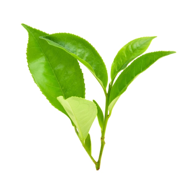 Top view of Green tea leaf isolated on white background