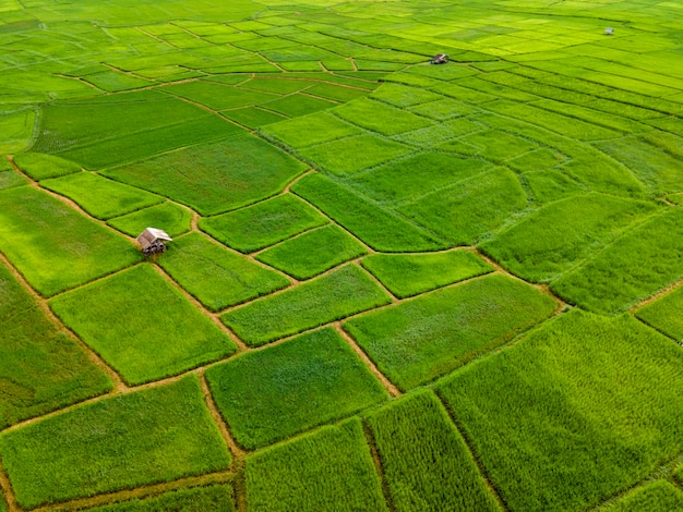 Top view of green terraced rice field with small hut