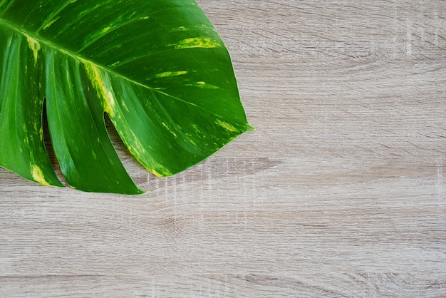 Top view of green tropical leaf (Jungle monstera) on wooden background. 