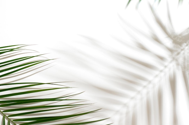 Photo top view green tropical palm leaf still life with sunlight and harsh shadow white empty table minimal summer concept tropical palm leaf shadow