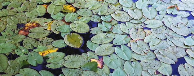 池の蓮の花の背景に緑のスイレンの葉の上面図
