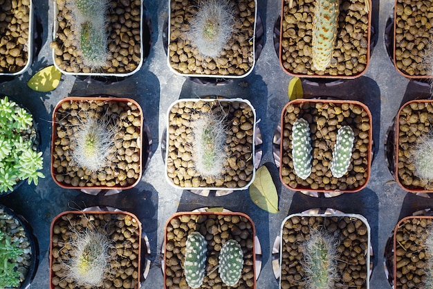 Top View Group Of Cactus In A Pot