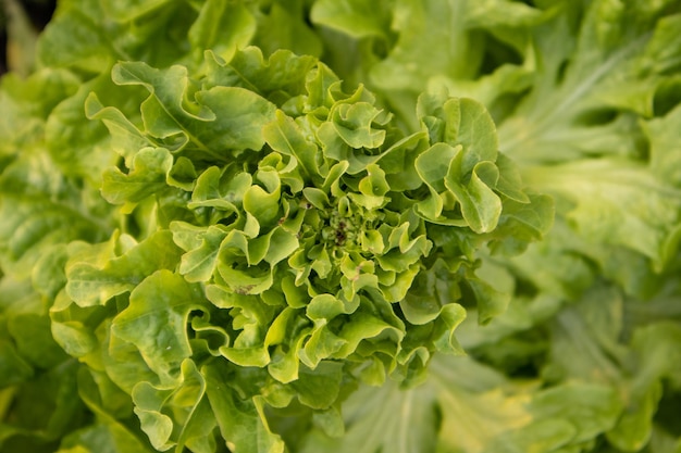 Photo top view of growing lettuce organic natural background