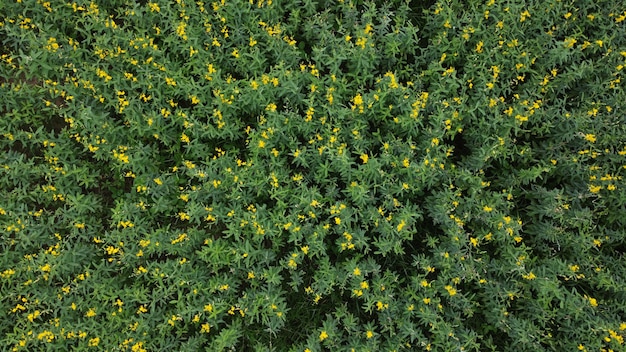 Top view of the growing plantation with yellow flowers  by drone