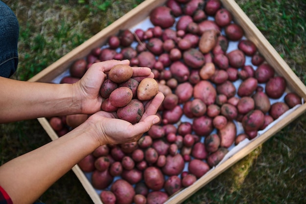 수확한 농작물이 든 나무 상자 위에 갓 팠던 유기농 감자를 들고 있는 농부 농학자의 손에 대한 상위 뷰