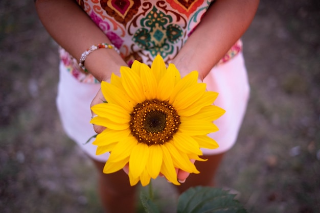 Top view of hands of woman traveler holding beautiful freshly bloomed yellow sunflower.