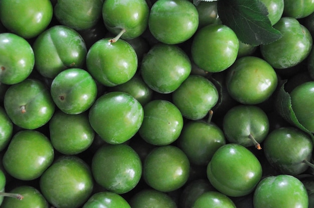 Top view of harvested fresh green plums heap background, variety known as Coe's Golden Drop.