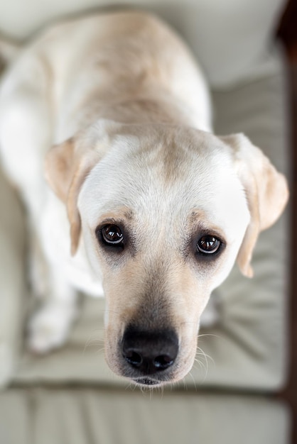 Вид сверху на голову лабрадора с несчастными глазами собаки, сидящей на диване
