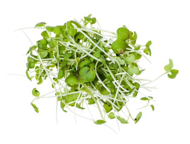 Top view of heap from fresh mustard cress isolated