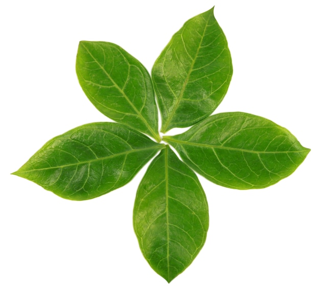 Top view of henna leaves over white background