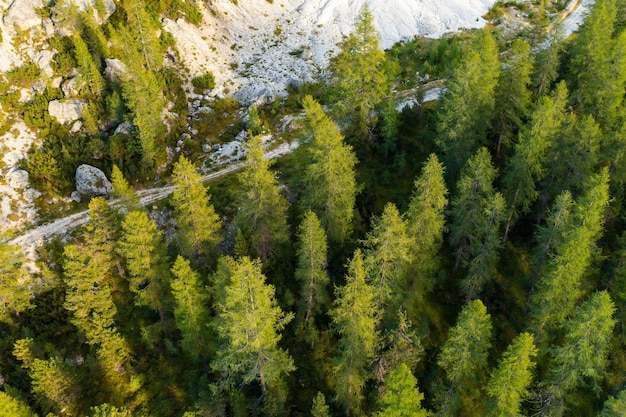 Top view of high spruce at the foot of the mountain slope