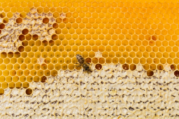 Photo top view honeycomb