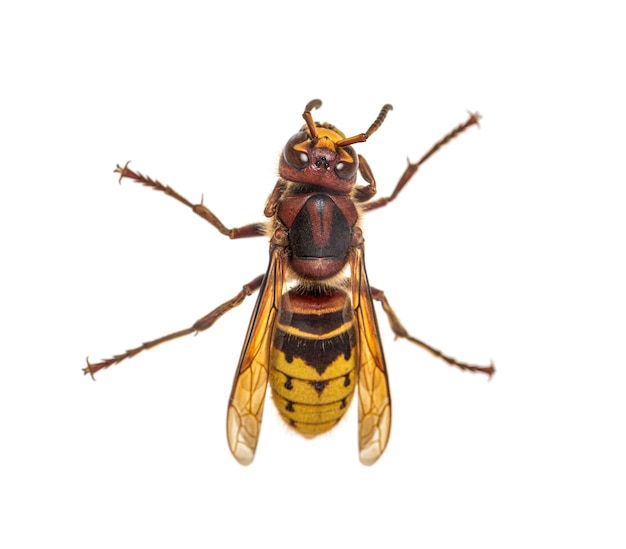 Top view of a Hornet, Vespa Crabro, isolated on white